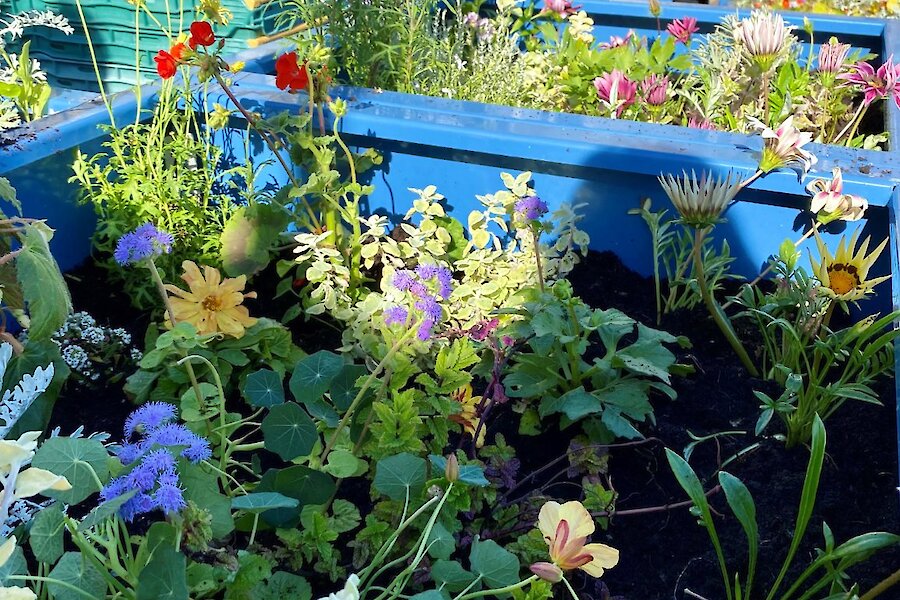 Local Businesses Restore Vandalised Flower Planters at Harrison Square