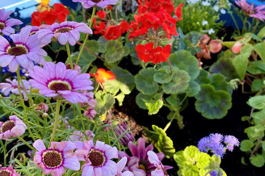 Local Businesses Restore Vandalised Flower Planters at Harrison Square
