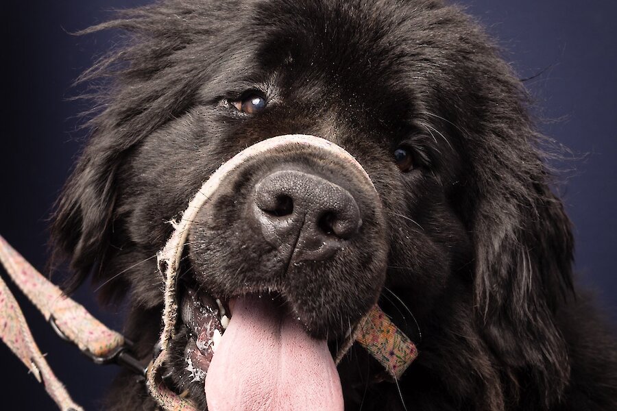Living Lerwick Doggy Day Out