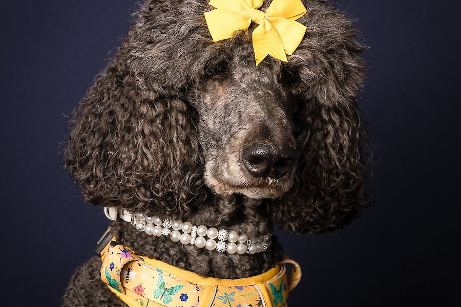 Living Lerwick Doggy Day Out