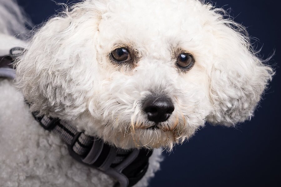 Living Lerwick Doggy Day Out