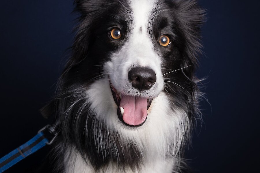 Living Lerwick Doggy Day Out