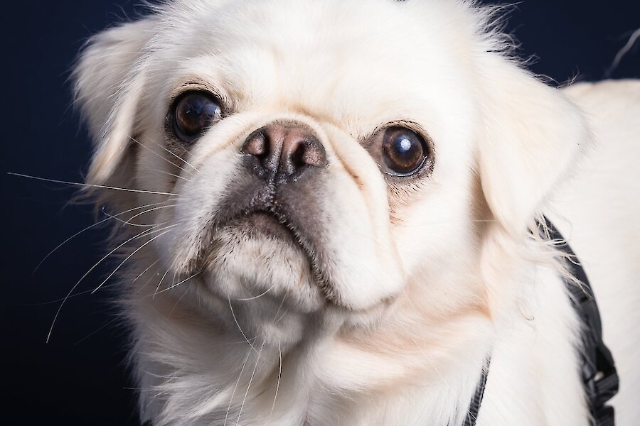 Living Lerwick Doggy Day Out
