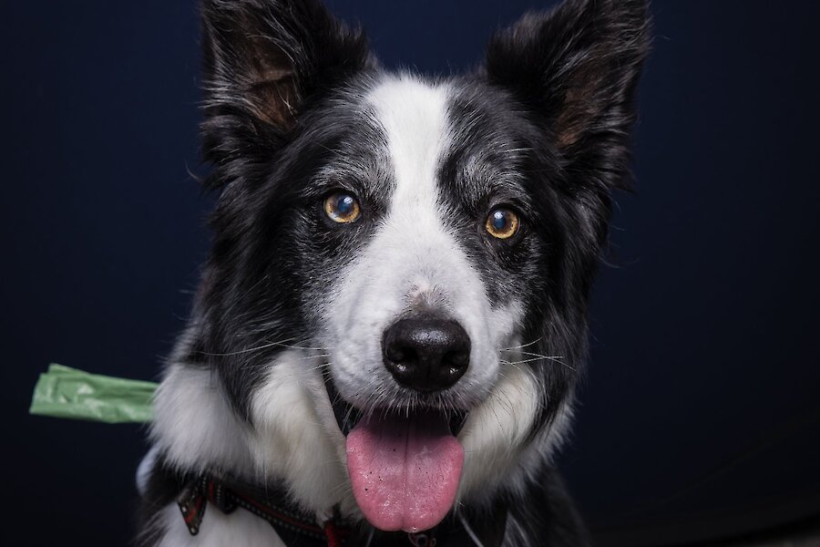 Living Lerwick Doggy Day Out