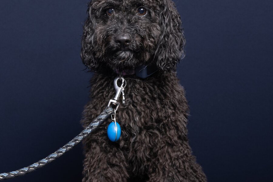 Living Lerwick Doggy Day Out
