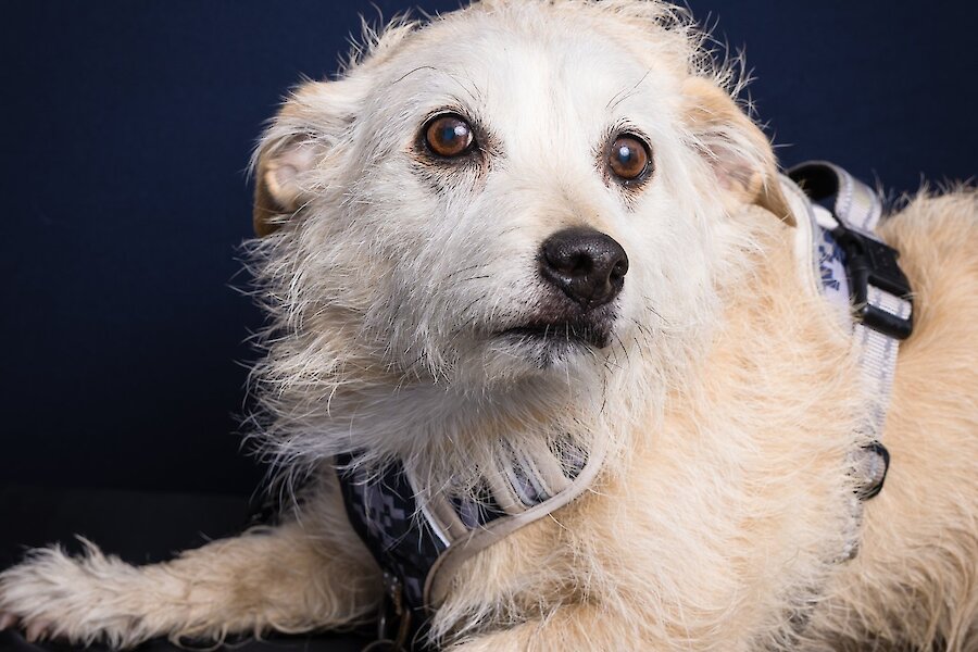 Living Lerwick Doggy Day Out