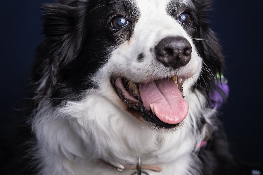 Living Lerwick Doggy Day Out
