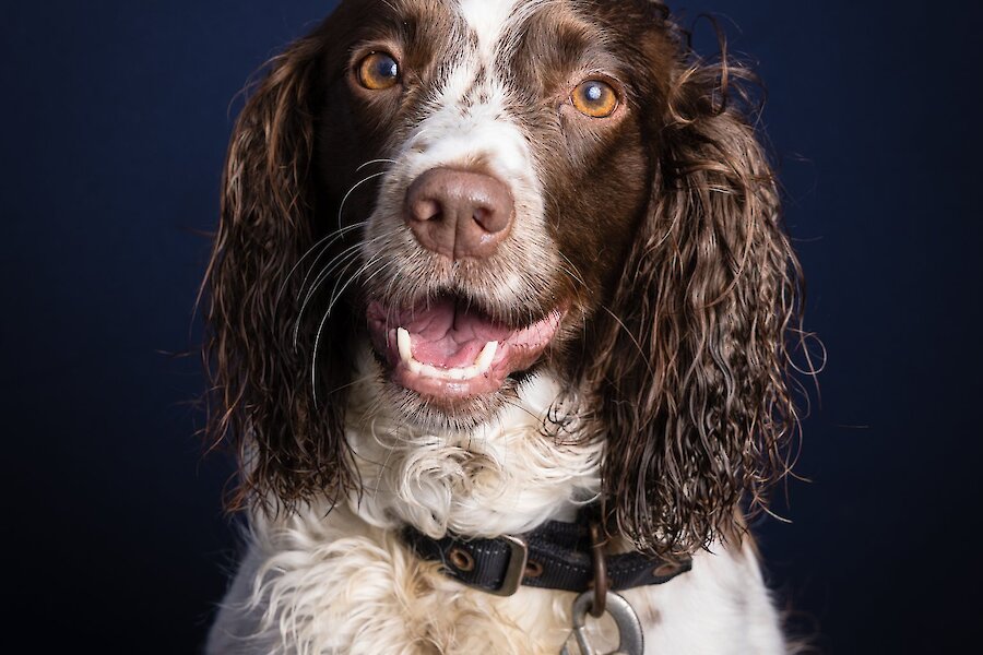 Living Lerwick Doggy Day Out