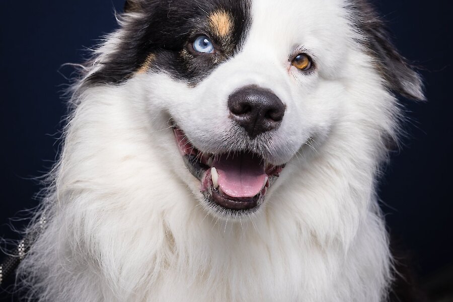 Living Lerwick Doggy Day Out
