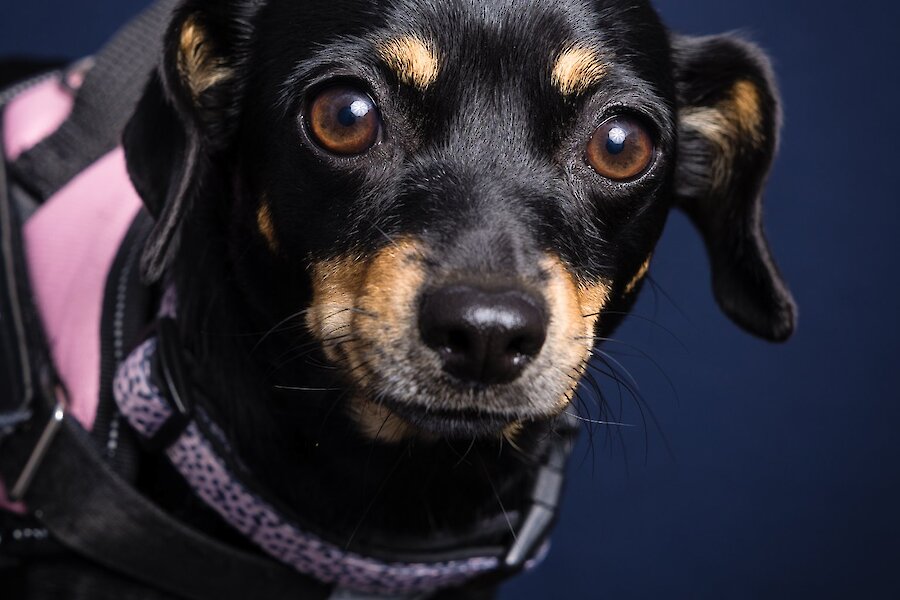 Living Lerwick Doggy Day Out