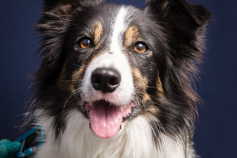 Living Lerwick Doggy Day Out