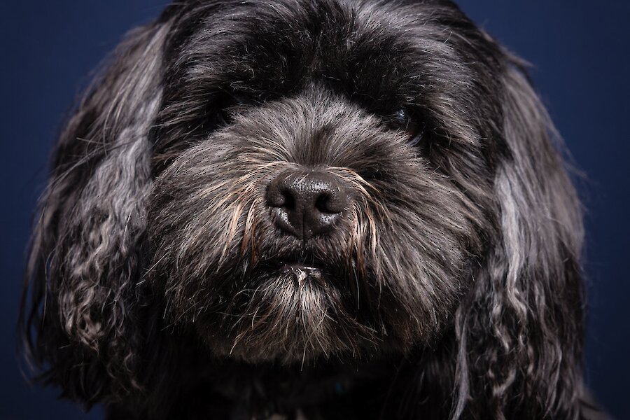 Living Lerwick Doggy Day Out