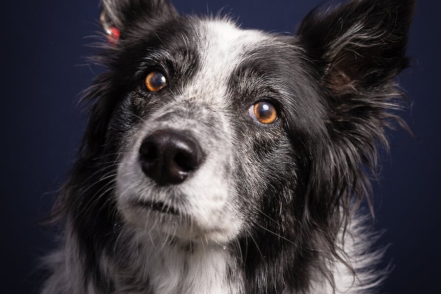 Living Lerwick Doggy Day Out